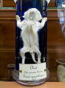 galerie de paleontologie et de anatomie comparee 12-2015 8193